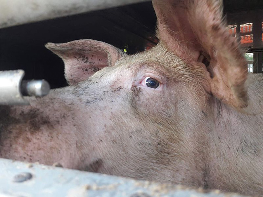 Pig transported to slaughter.